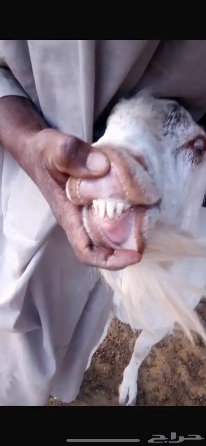 تيس فحل طيب على شرط من كل شي وحار جدا 2