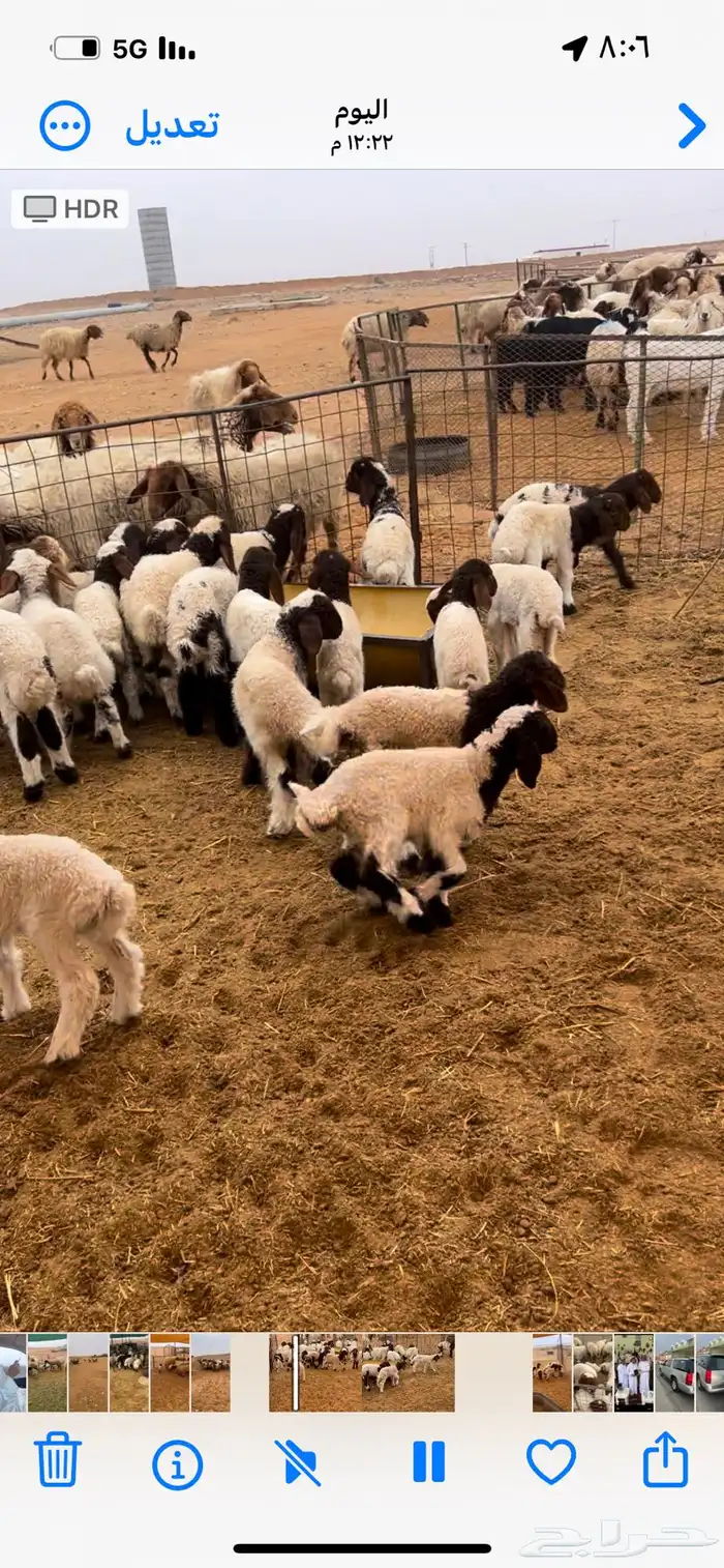 للبيع غنم نعيم مواليد 4