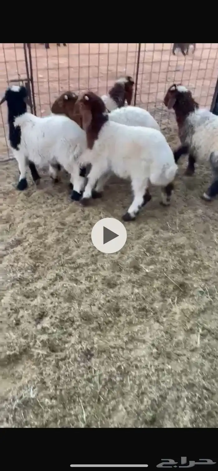 بهم هرافي نعيم وحري 0