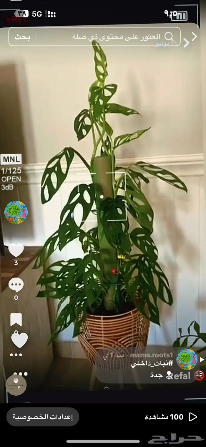 نبات داخلي واسعار جميلة 9
