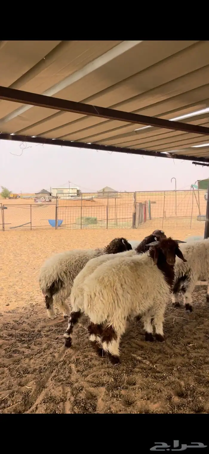 هرافى نعيم كلش خروف 3