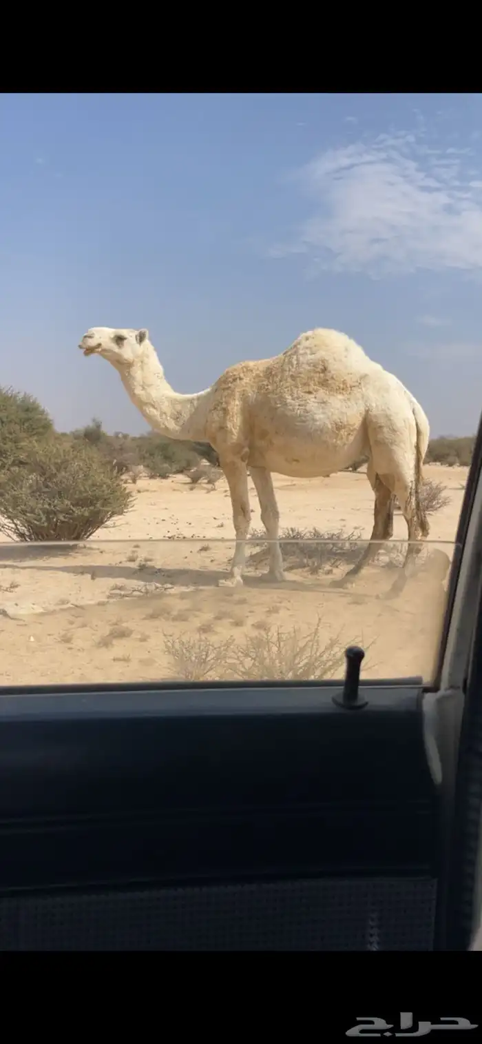 للبيع الناقه اللقحه الطيبه 0