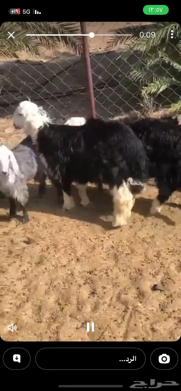 خرفان اثنين نجديات ومعهن تيس 0