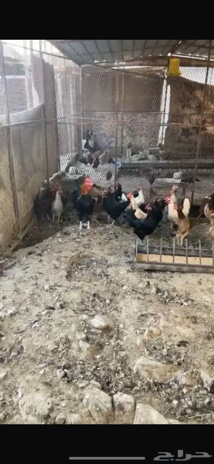 يوجد دجاج مفرخ ودجاج بياض حضان بلدي 11