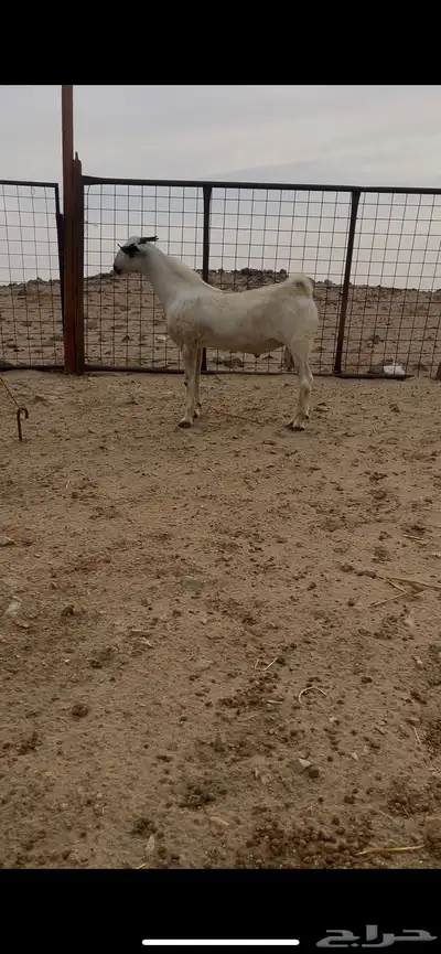 تيس بيشي صنف الصنف منوة القناي index