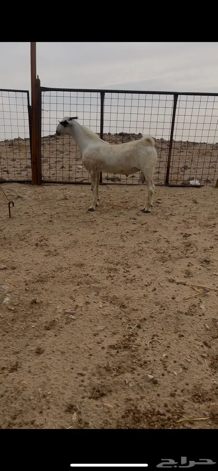 تيس بيشي صنف الصنف منوة القناي 0