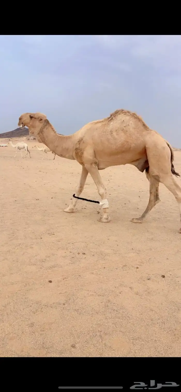 بعير أشقح للبيع 0