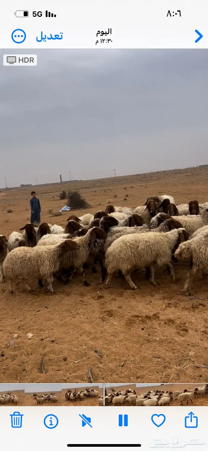 للبيع غنم نعيم مواليد 9