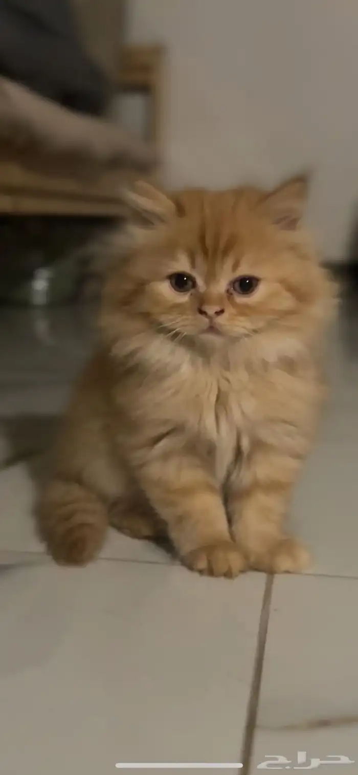 قطط شيرازي 0