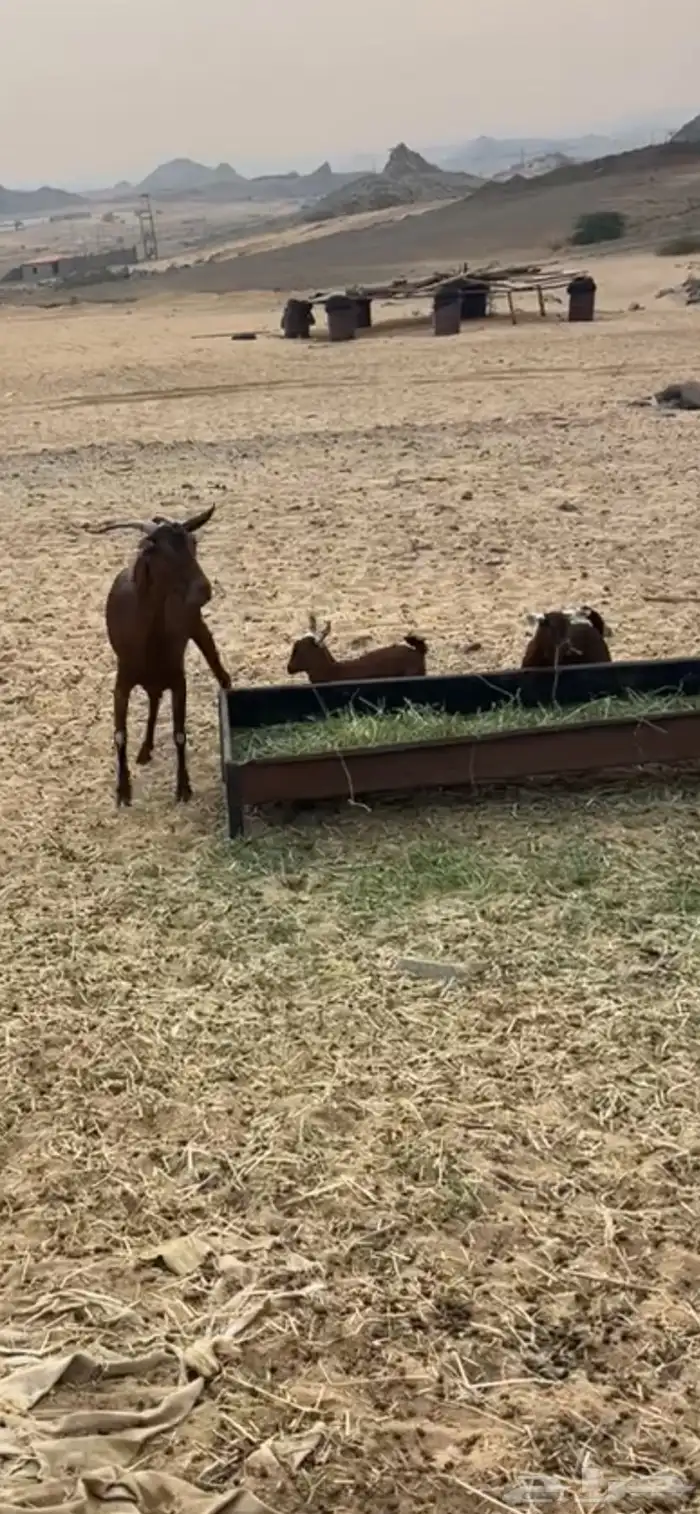 محايليات صنف 1