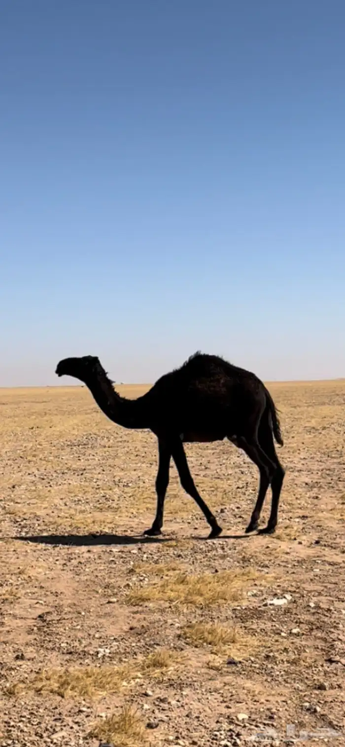 بيعر للبيع 4