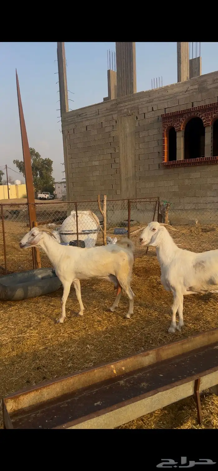 معزا بيشيات برص صنف الصنف 1