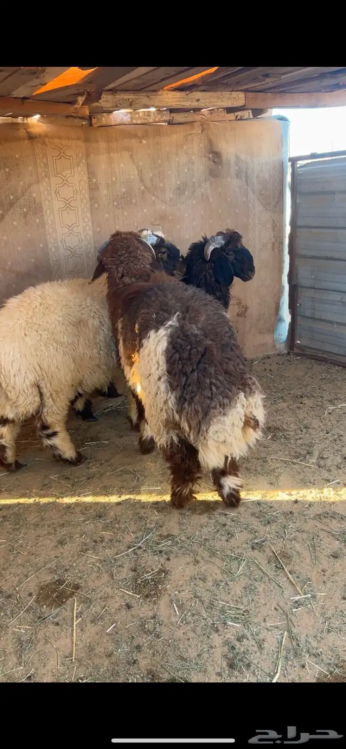 خرفان نعيم جذعان 2