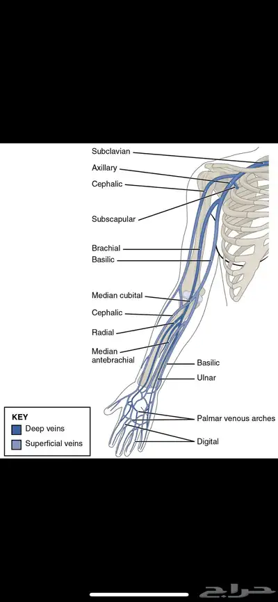 فصد عرق النسا وطريقة مسار العروق index