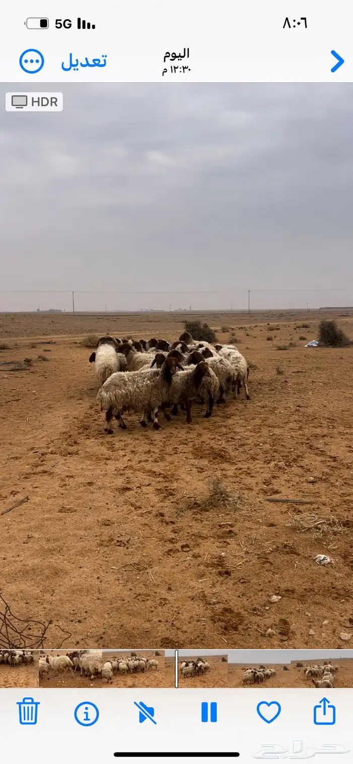 للبيع غنم نعيم مواليد 5