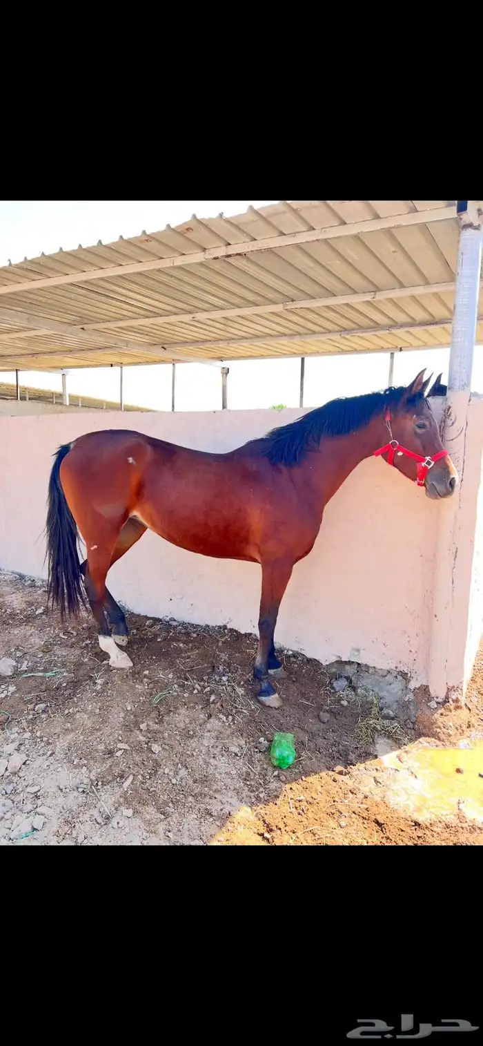 فرس شعبية   مهرتها 12