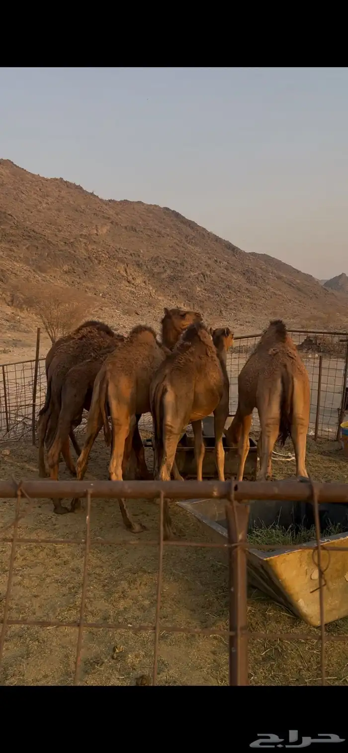 قعدان للبيع طيبه ومقفله 1