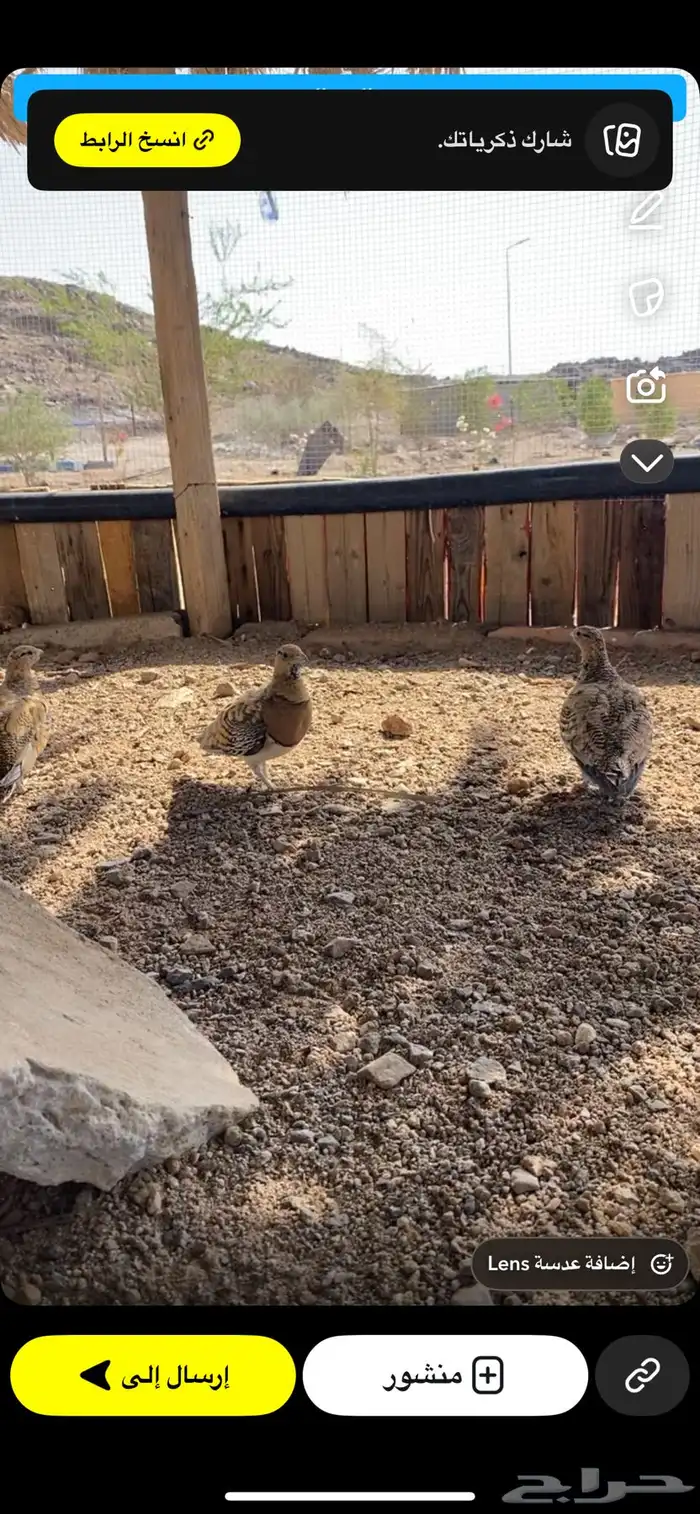 قطا وذكر شنير 1