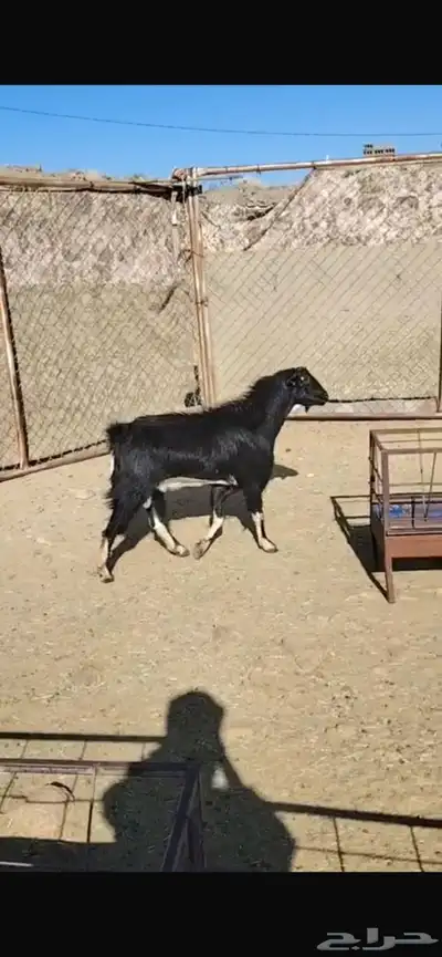 تيس فحل حو اصيل ونادر index