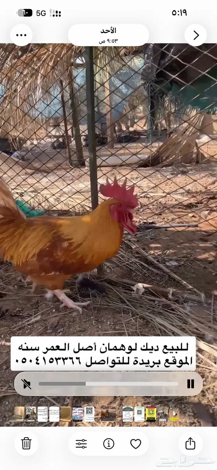 للبيع ديك لوهمان 0