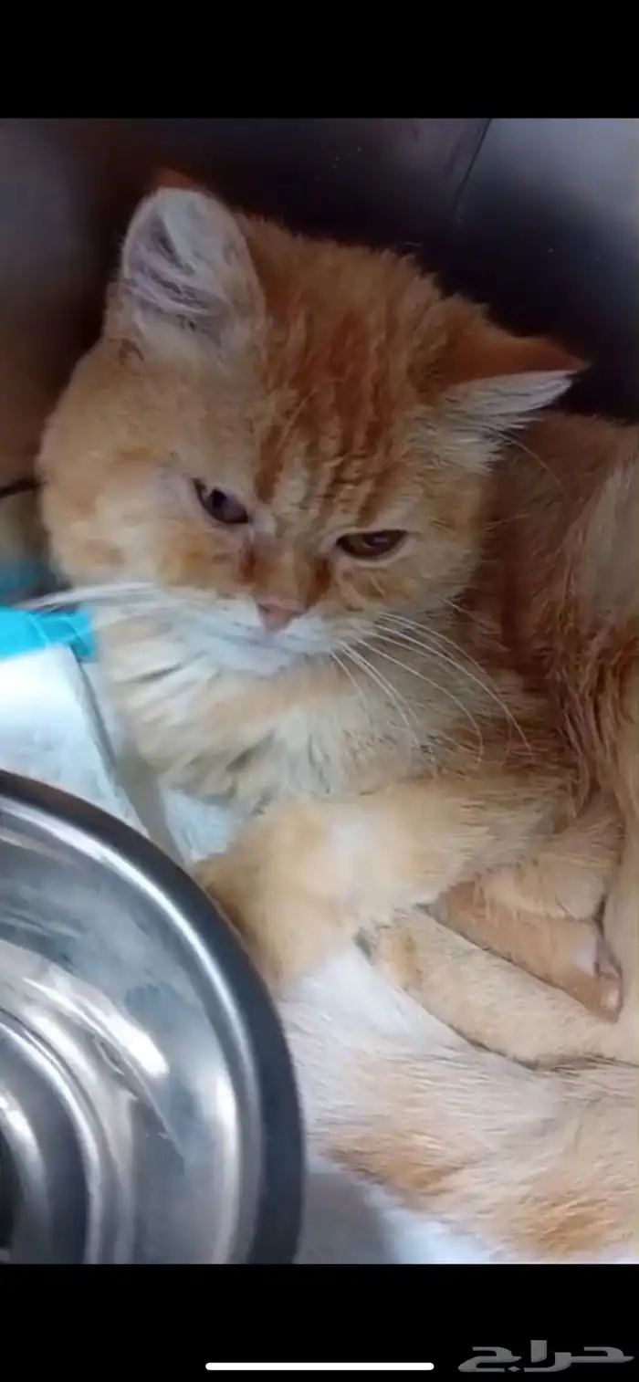 قط برتقالي 0