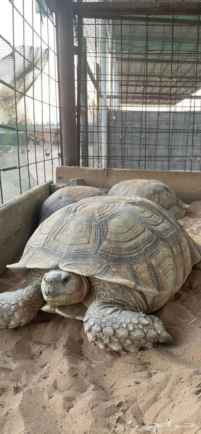 جوزسلاحف سلوكاتا 0