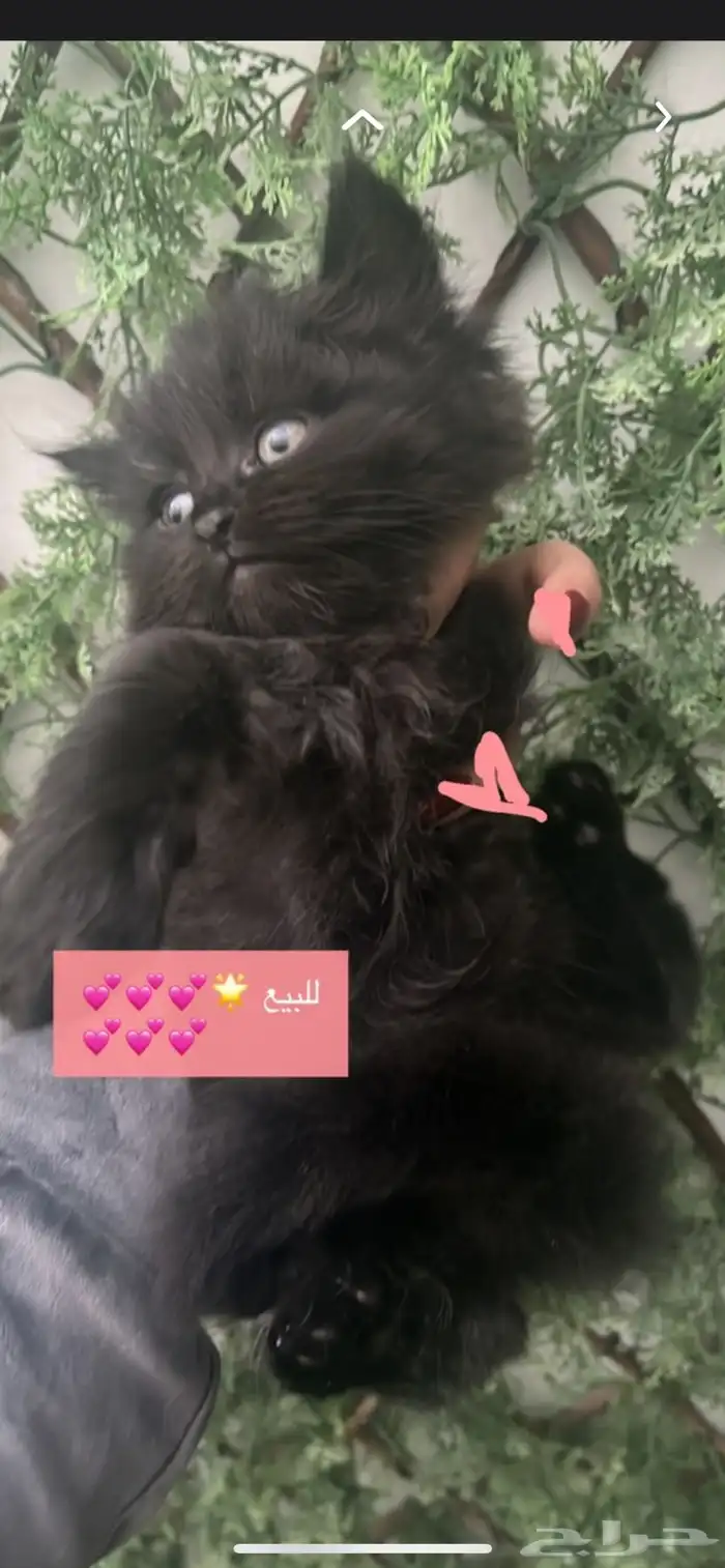 هاف بيكي هملايا قط صغير للبيع 0