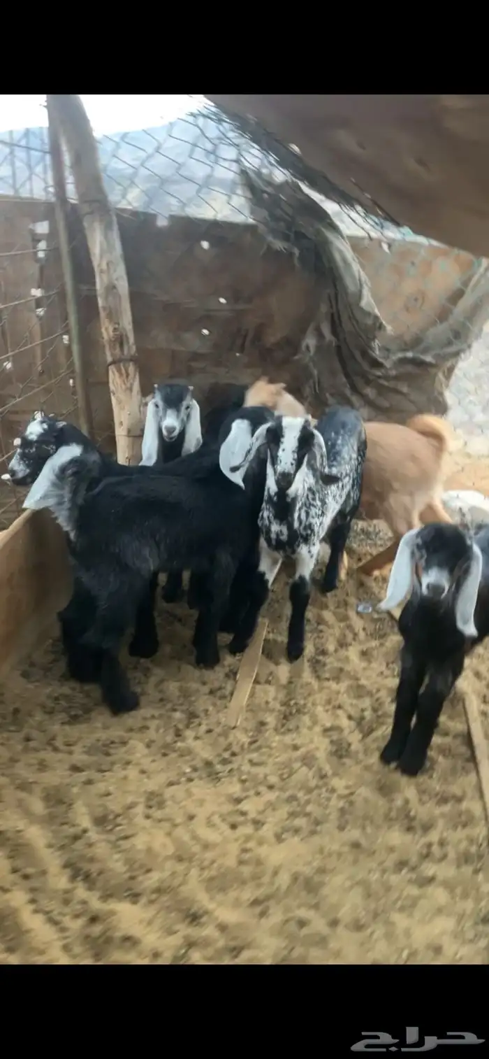 تيوس للبيع 2