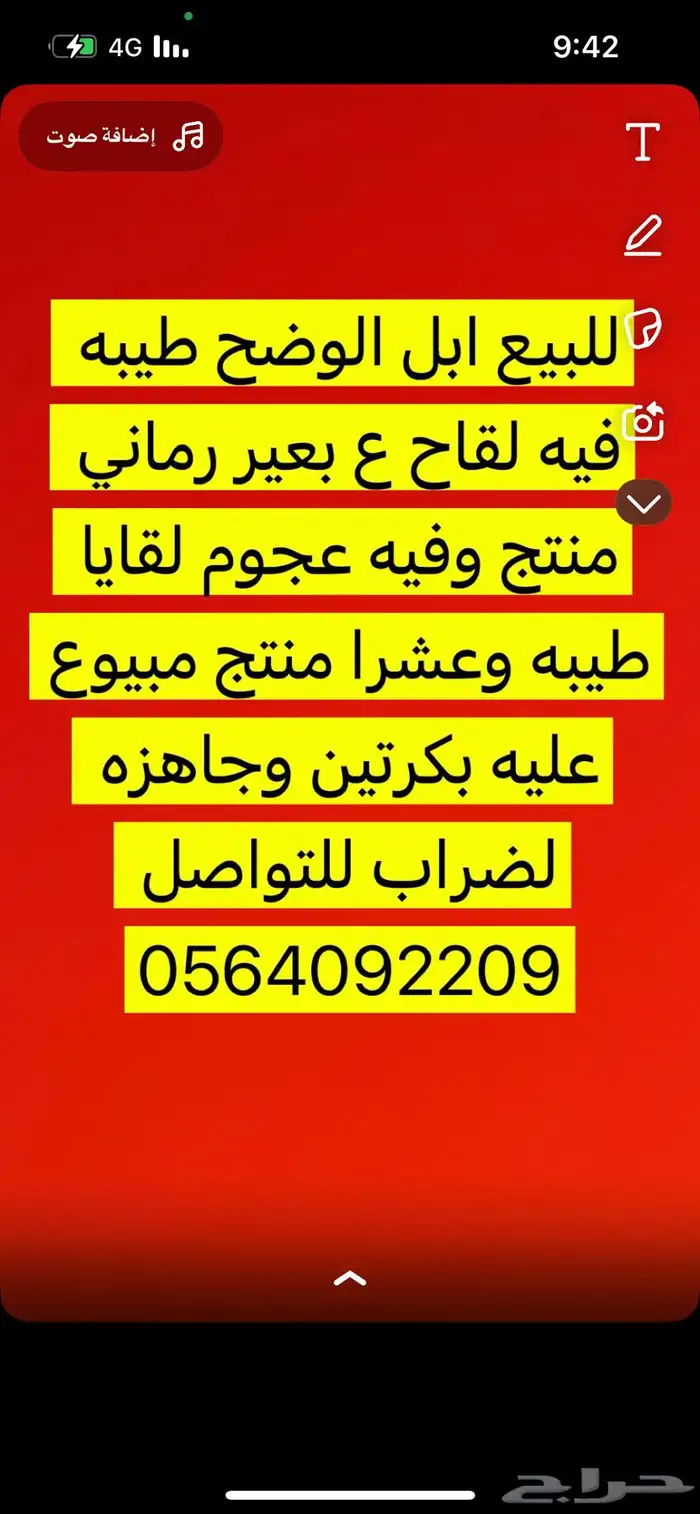 للبيع ابل الوضح لقاح وعشرا منتج 0