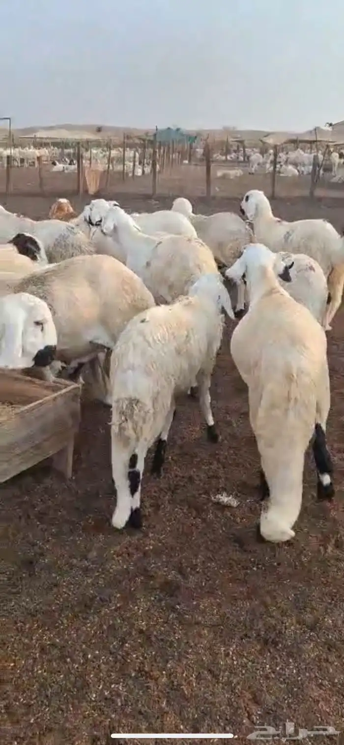 طليان سواكن مرابي 1