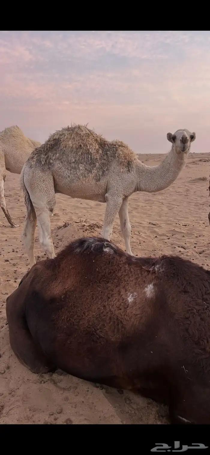 حاشي بري الخرمه 1