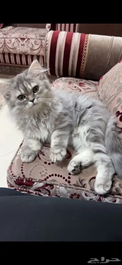 قطة أنثى للبيع   مكس شيرازي باندا index