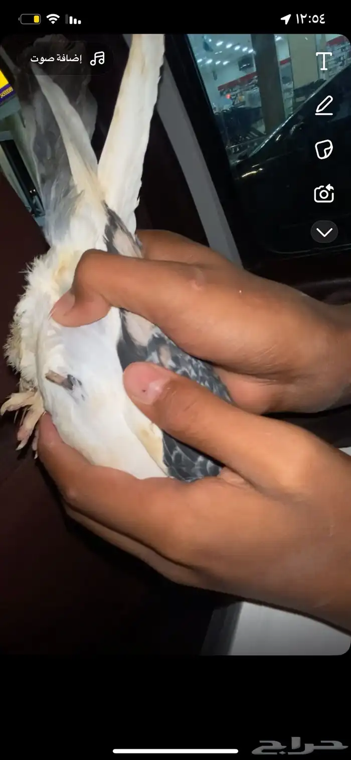 حب رمان للبيع 50  ما يجي الا صامل ترا ماله رجل 1