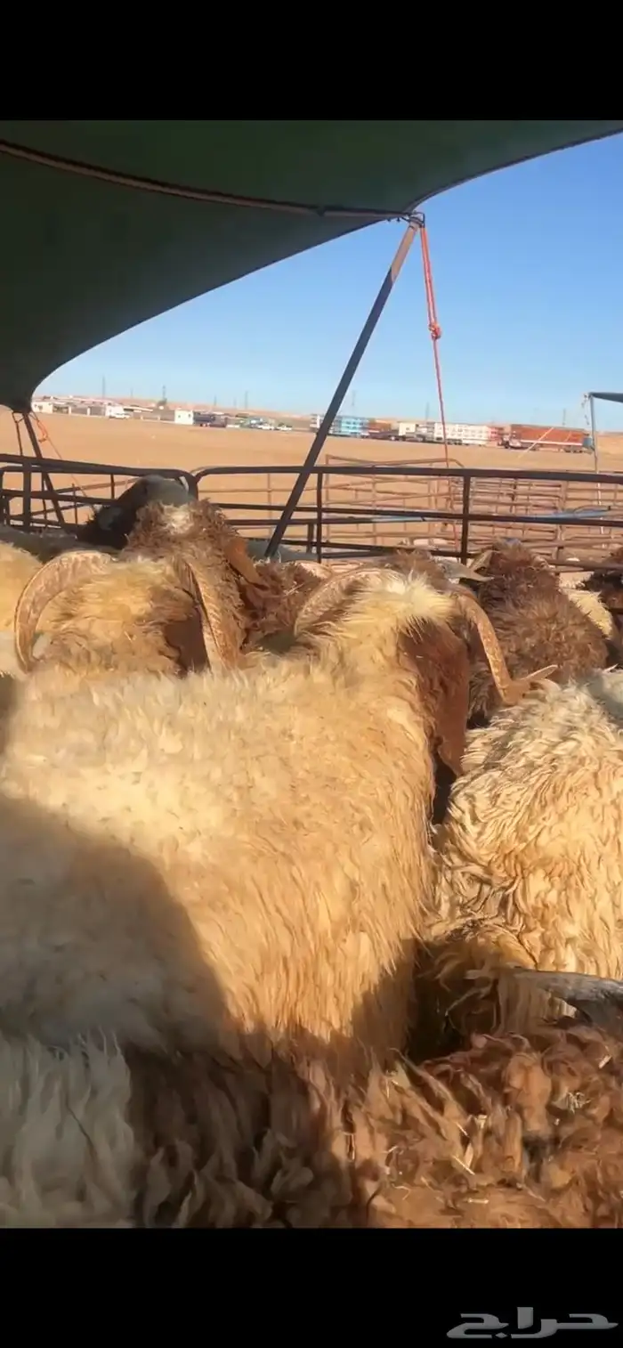 خرفان وفطايم 4