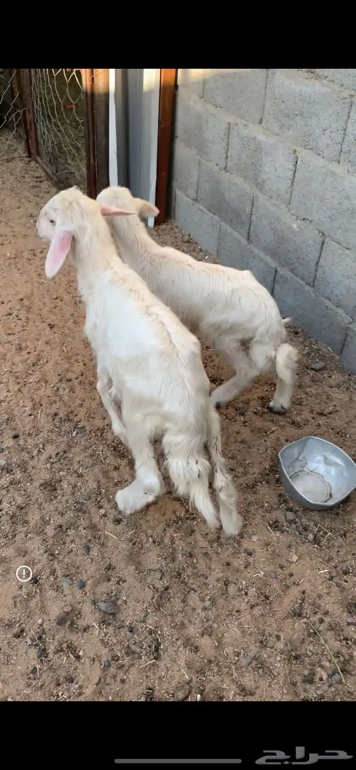 خروف ورخل تربيه صفر ترضع وتاكل وصحته زينه 0