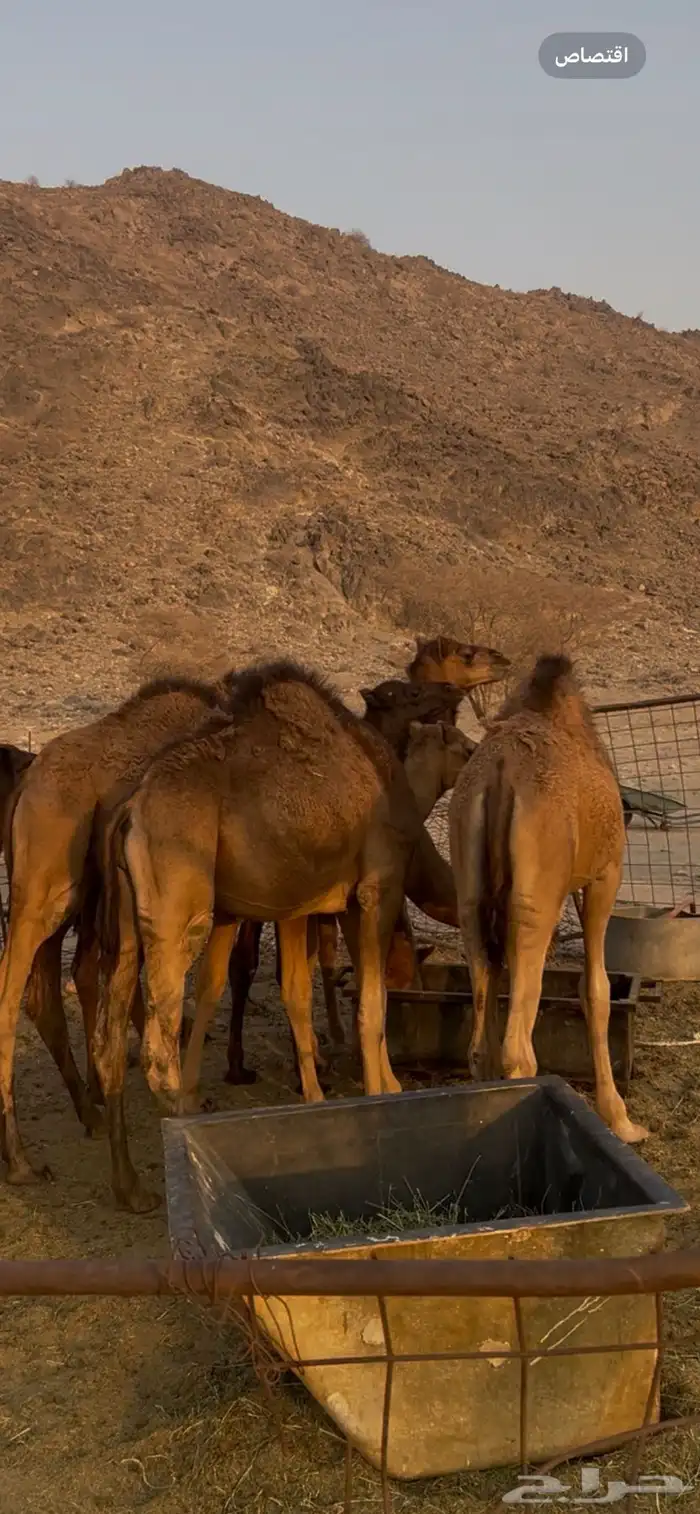 قعدان للبيع طيبه ومقفله 0