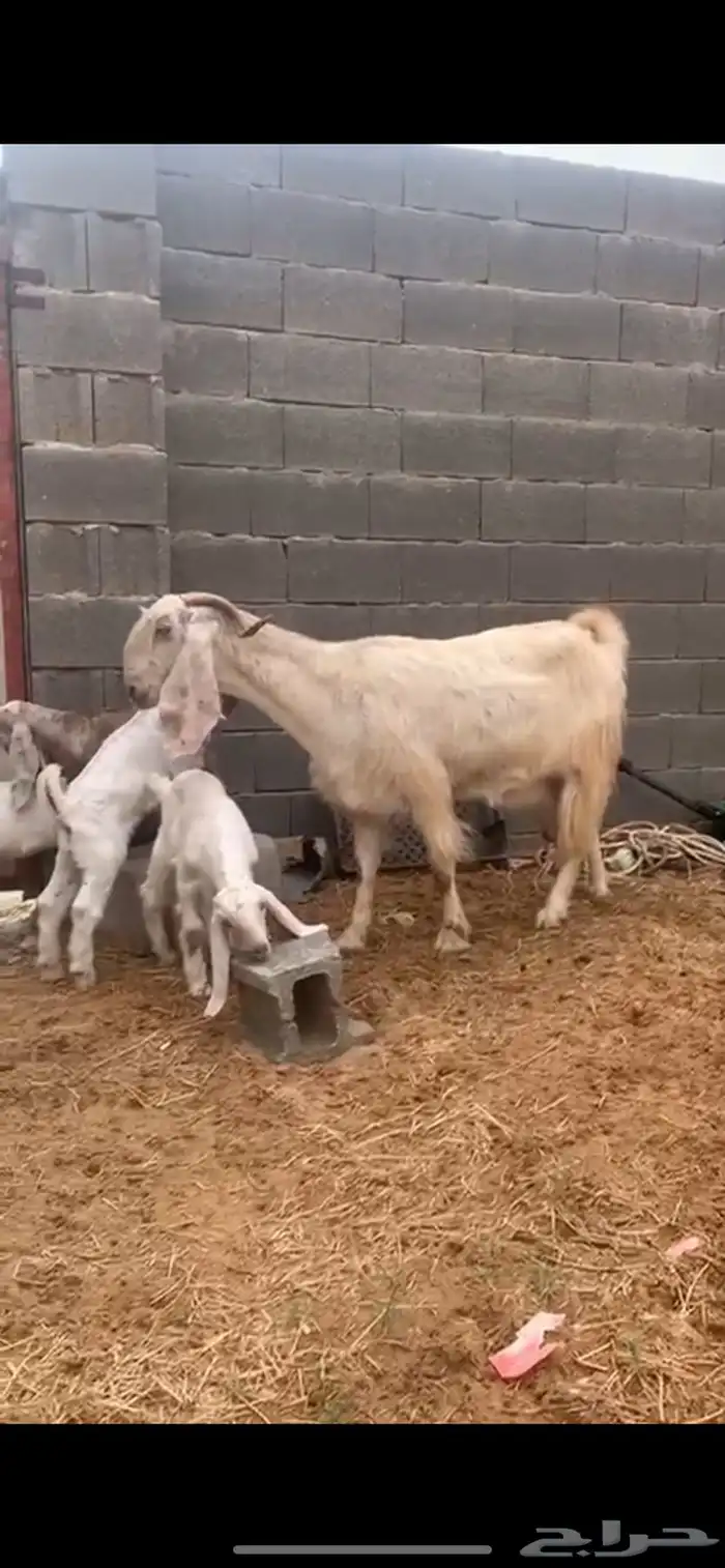 معزا مطوره 5