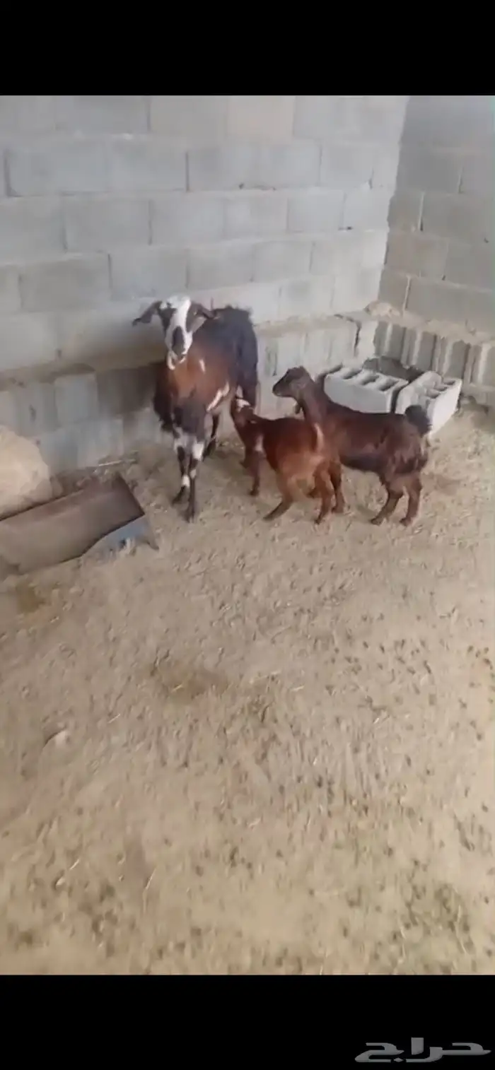 معزا متابيع 1