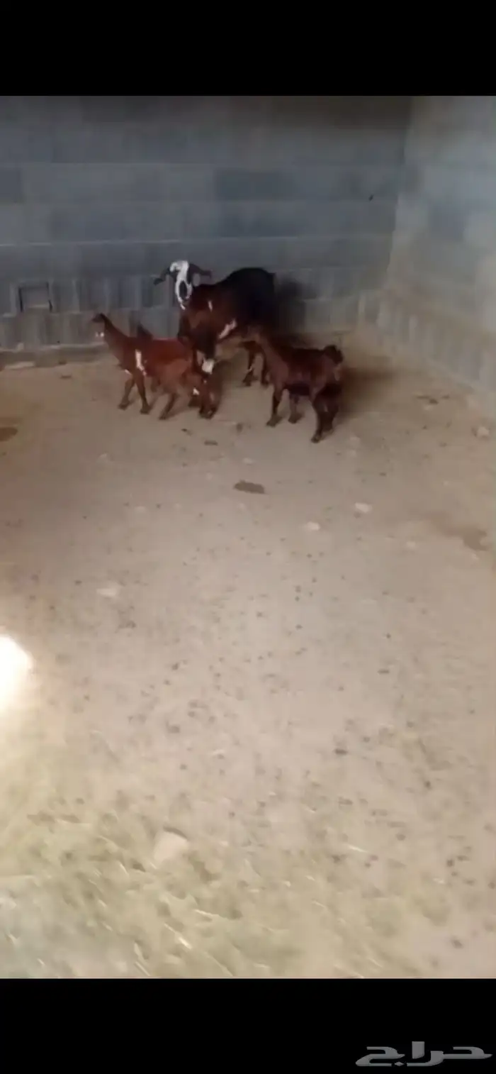 معزا متابيع 2