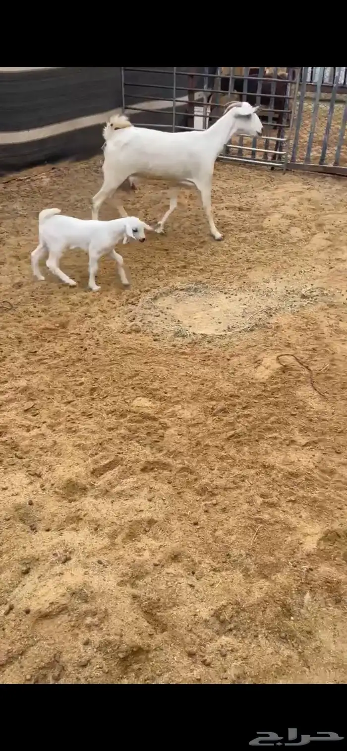 بيشيات فواخر 4