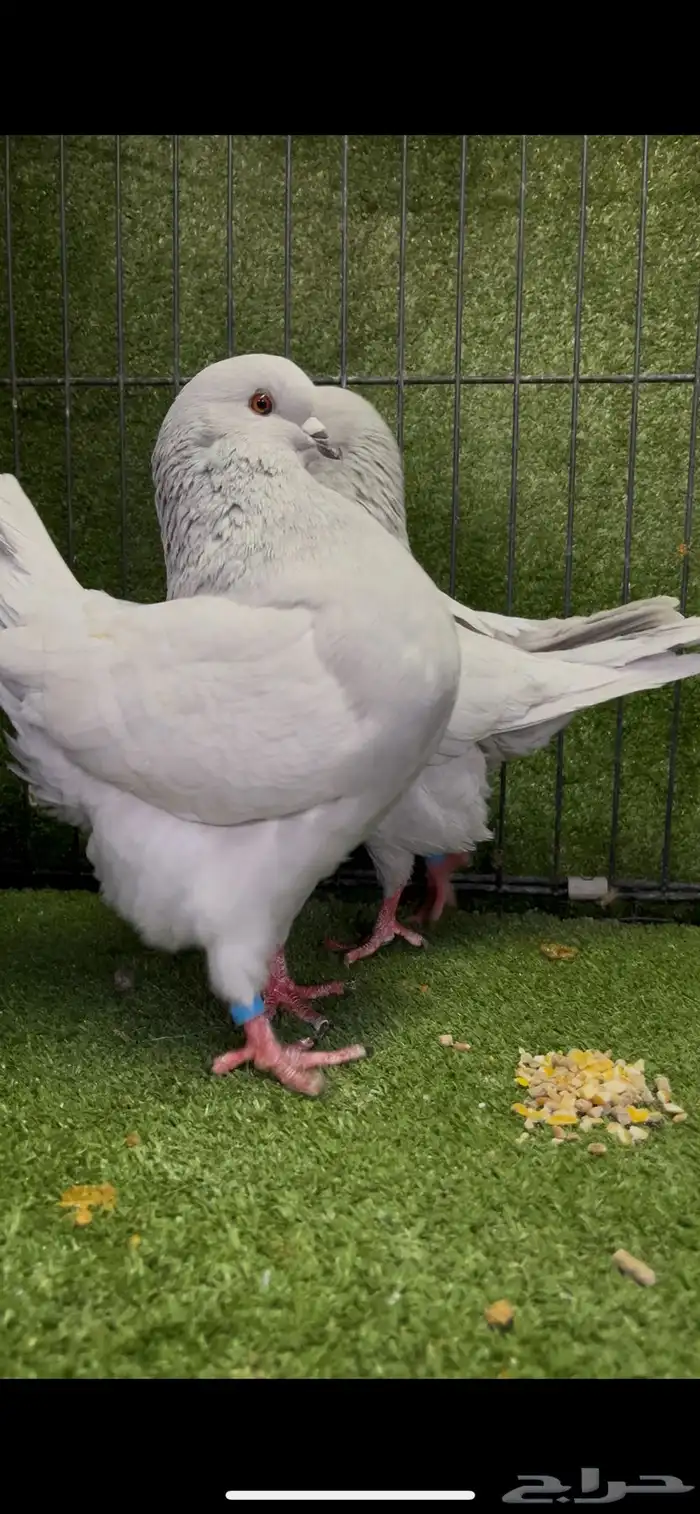 زوج كنج منتج لافندر من أجمل الألوان 4