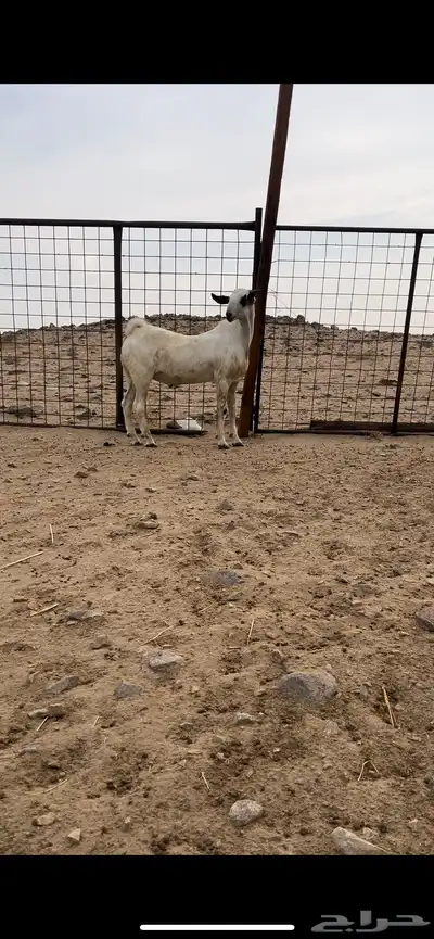 تيس بيشي صنف الصنف منوة القناي index