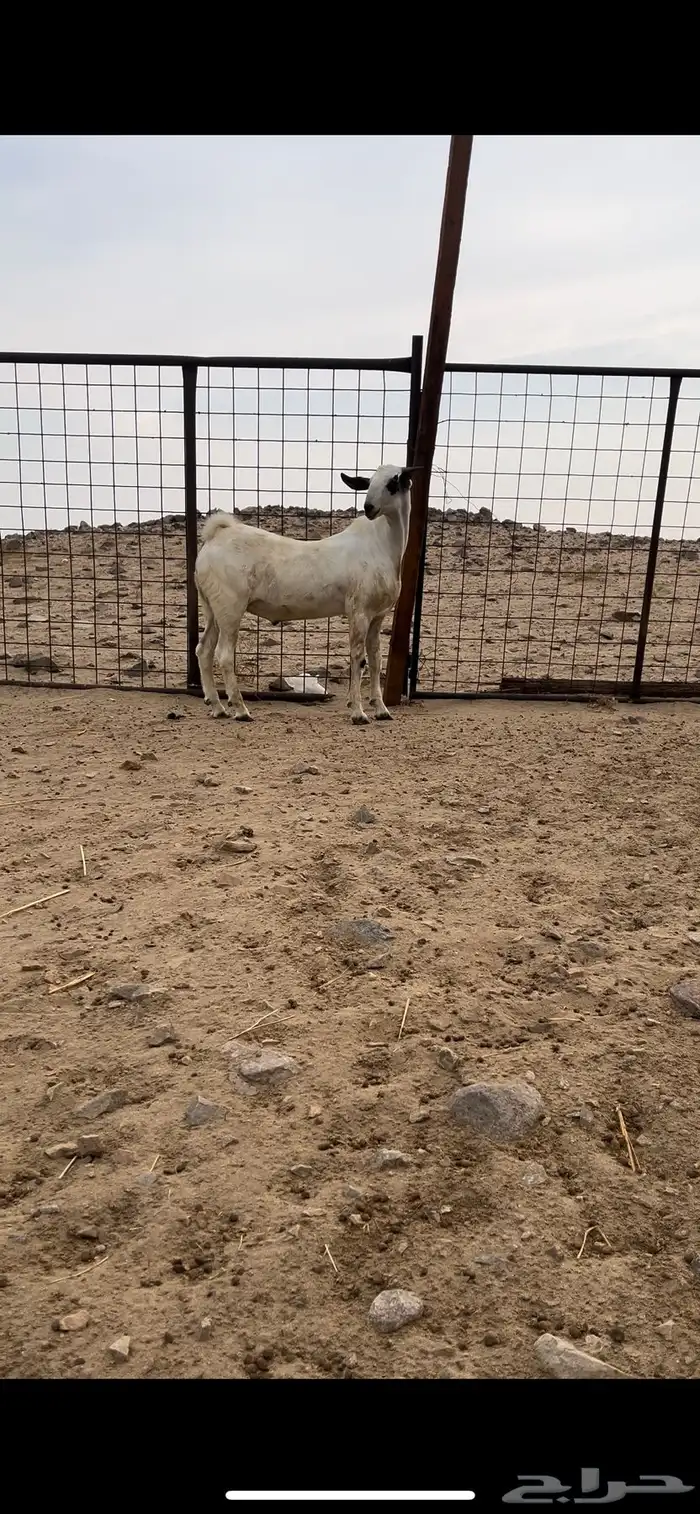 تيس بيشي صنف الصنف منوة القناي 3