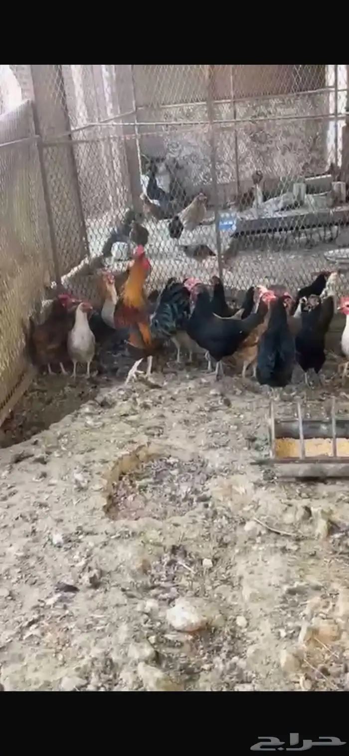 يوجد دجاج مفرخ ودجاج بياض حضان بلدي 8