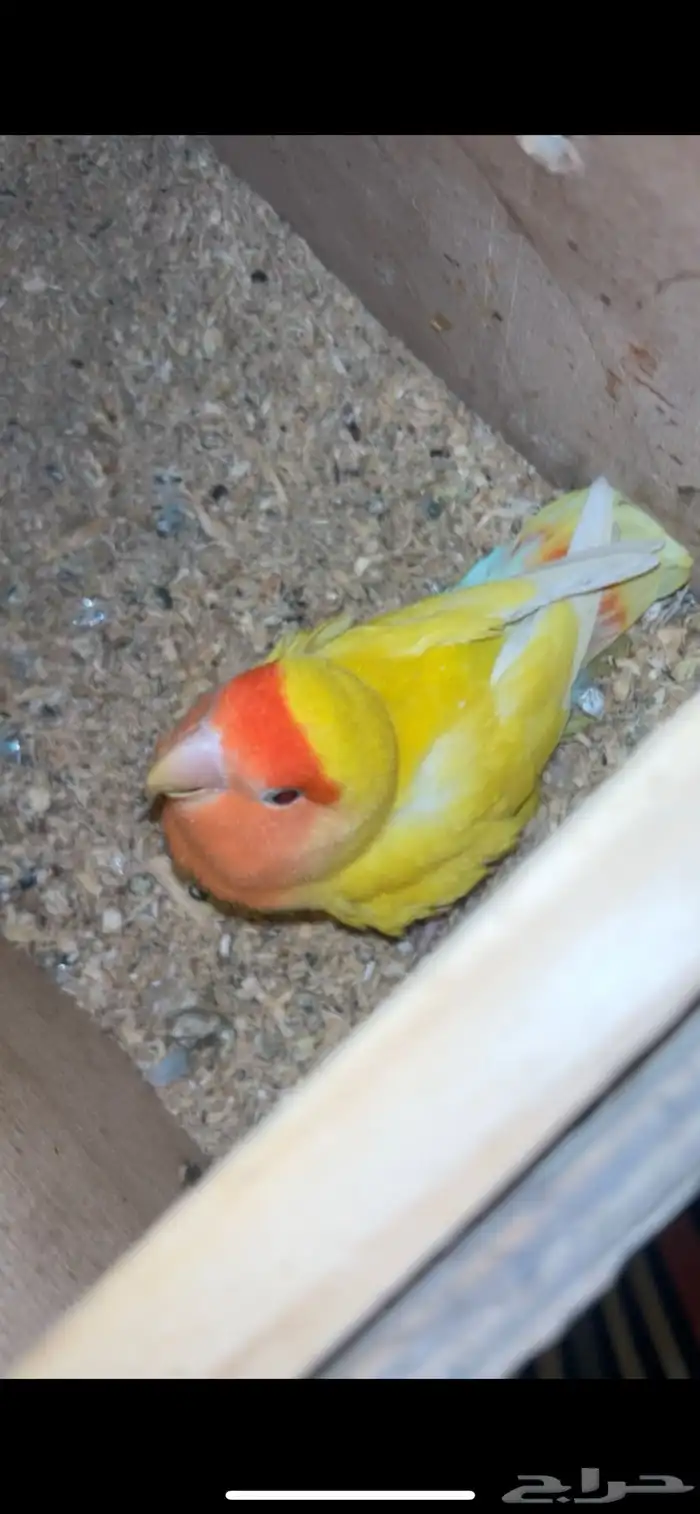 روز انثى لاتينو منتجة ((( تم البيييع ))) 0