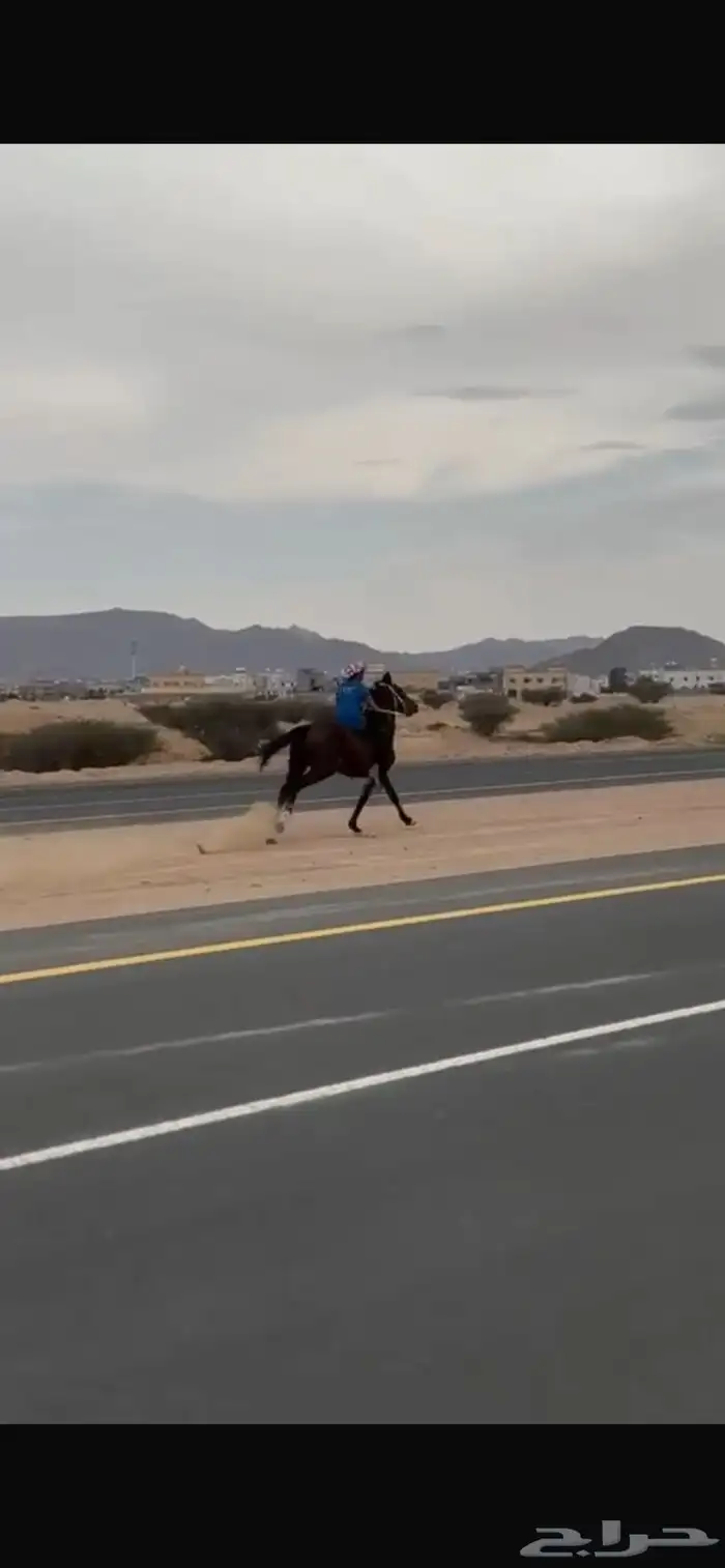 حصان للبيع 3