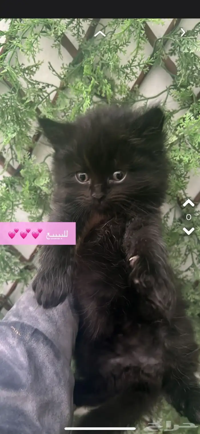 هاف بيكي هملايا قط صغير للبيع 1