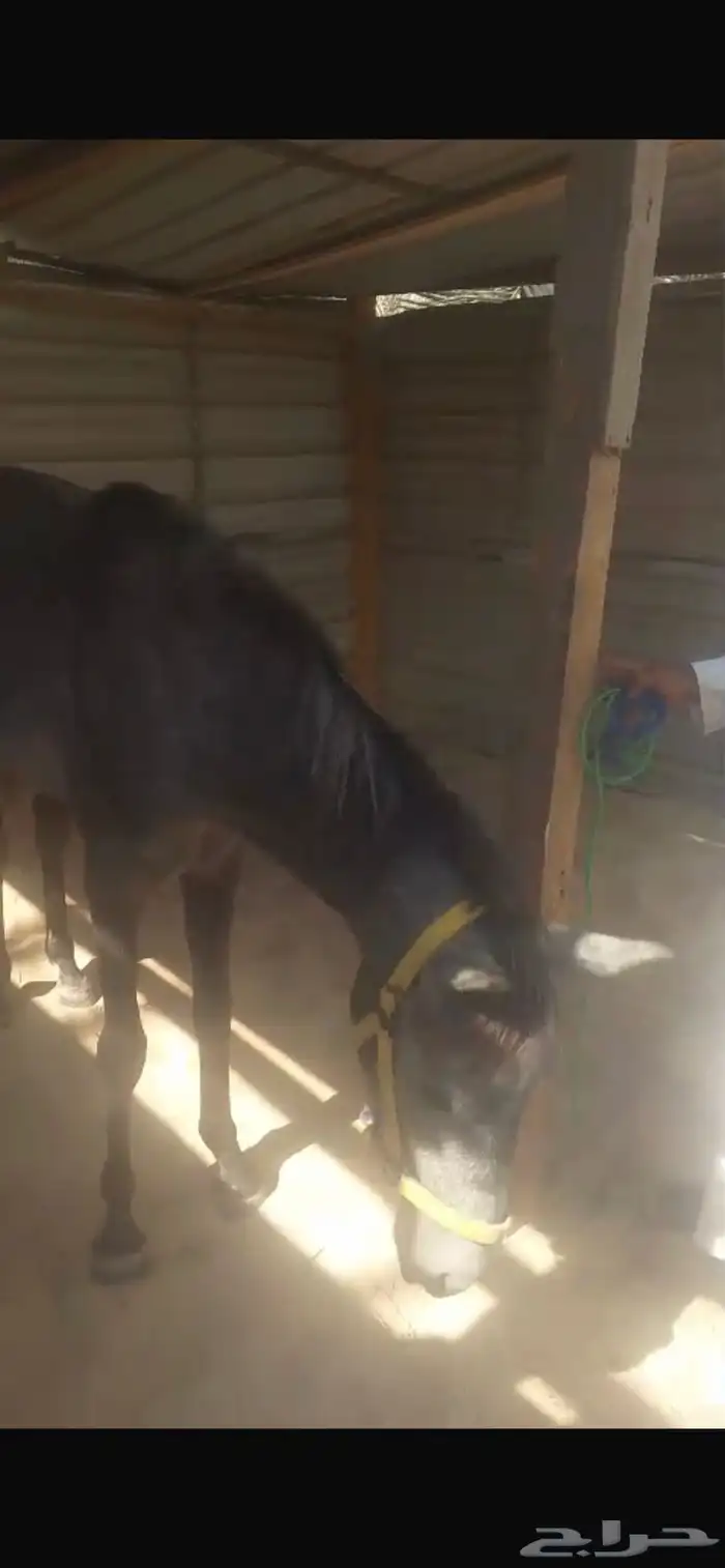 مهرشعبي للبيع العمر سنه ونص 1