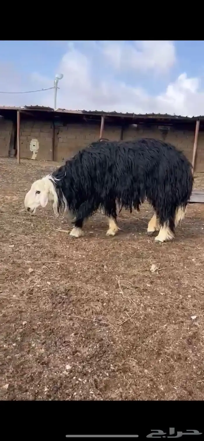 فحل نجدي صنف الصنف جباره ثني 0