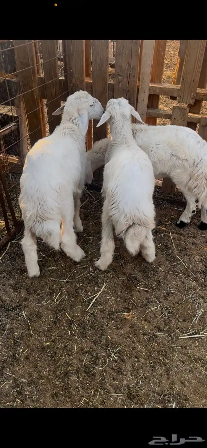 للبيع خروف و رخلين 0